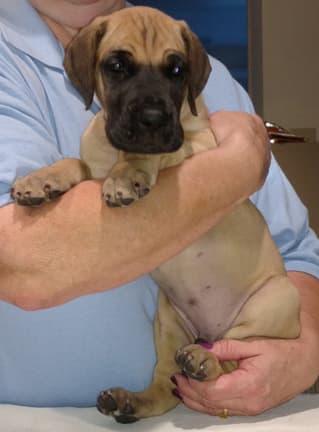Pup 6 Fawn Boy Phase Keoke, photo 9