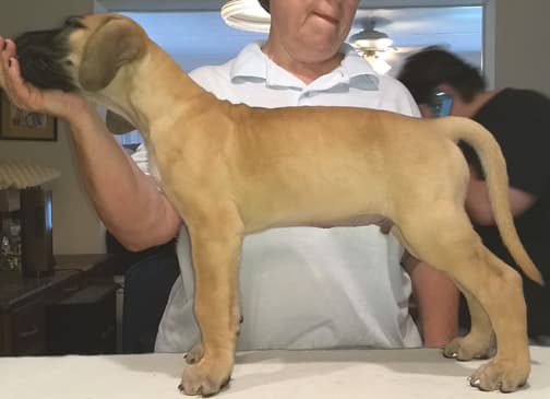 Pup 6 Fawn Boy Phase Keoke, photo 4