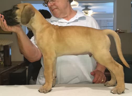 Pup 6 Fawn Boy Phase Keoke, photo 2