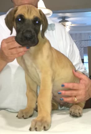 Pup 6 Fawn Boy Phase Keoke, photo 3