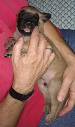 Torque, photo 33