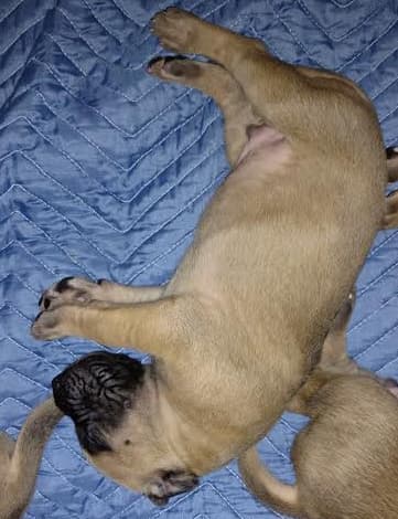 Torque, photo 35