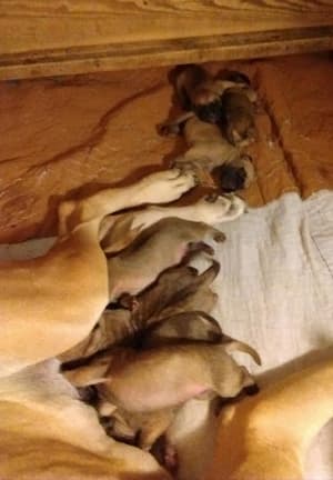 Candids Phase Keoke pups, photo 27