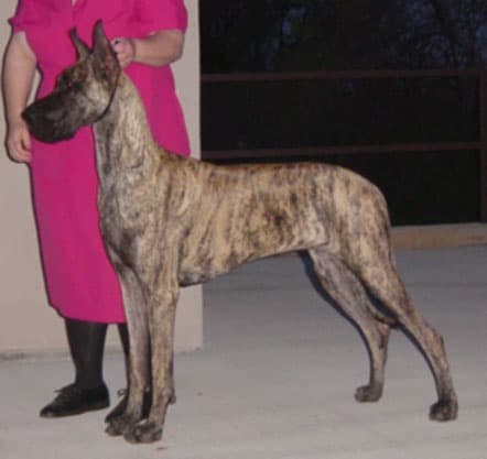 Cadence, photo 5
