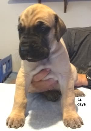 Pup 6 Boy Phase Keoke Aug 2018, photo 29