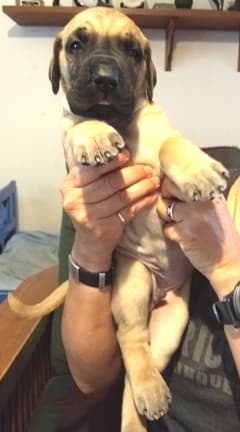 Pup 6 Boy Phase Keoke Aug 2018, photo 30