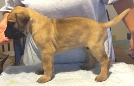 Pup 6 Boy Phase Keoke Aug 2018, photo 31