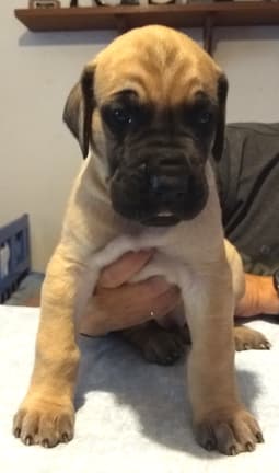 Pup 6 Boy Phase Keoke Aug 2018, photo 32