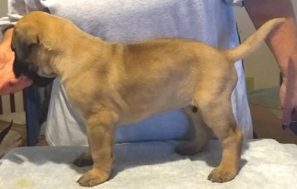 Pup 6 Boy Phase Keoke Aug 2018, photo 33