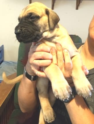 Pup 6 Boy Phase Keoke Aug 2018, photo 34