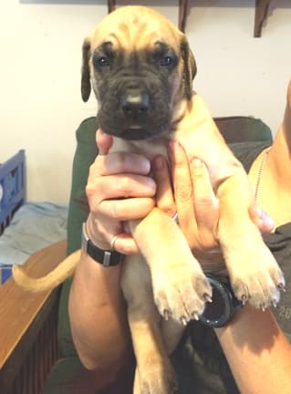 Pup 6 Boy Phase Keoke Aug 2018, photo 35