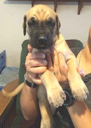 Pup 6 Boy Phase Keoke Aug 2018, photo 36