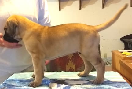 Pup 6 Boy Phase Keoke Aug 2018, photo 27