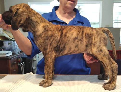 Mando, photo 33