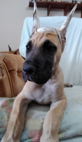 Rico, photo 20