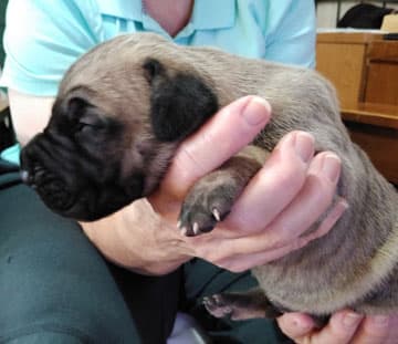 Patina Rebel Jan 2021 Pup 3 F Girl, photo 47