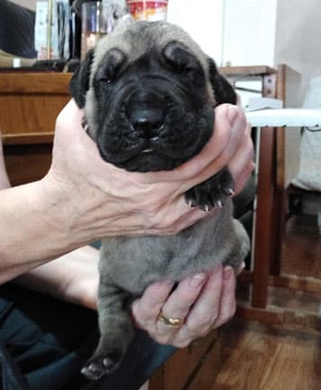 Patina Rebel Jan 2021 Pup 3 F Girl, photo 48