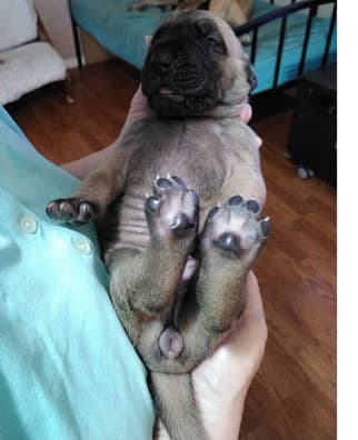 Patina Rebel Jan 2021 Pup 3 F Girl, photo 50