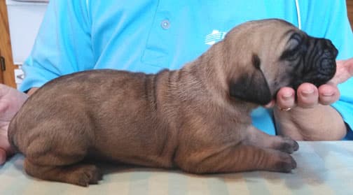 Patina Rebel Jan 2021 Pup 3 F Girl, photo 45