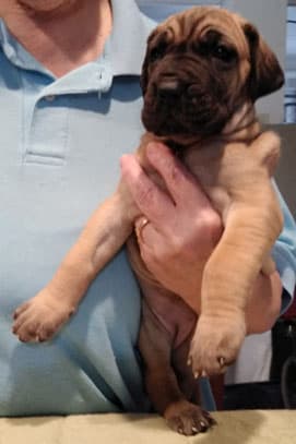Patina Rebel Jan 2021 Pup 3 F Girl, photo 37