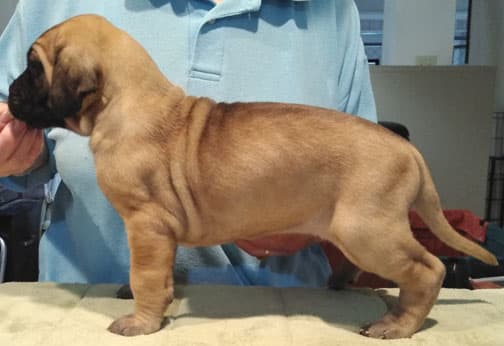 Patina Rebel Jan 2021 Pup 3 F Girl, photo 29