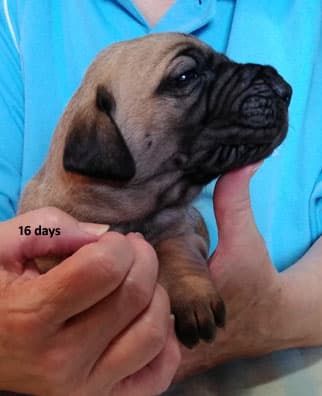Patina Rebel Jan 2021 Pup 3 F Girl, photo 39
