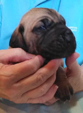 Patina Rebel Jan 2021 Pup 3 F Girl, photo 41