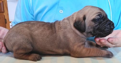 Patina Rebel Jan 2021 Pup 3 F Girl, photo 42