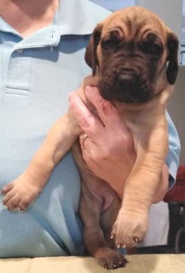 Patina Rebel Jan 2021 Pup 3 F Girl, photo 35