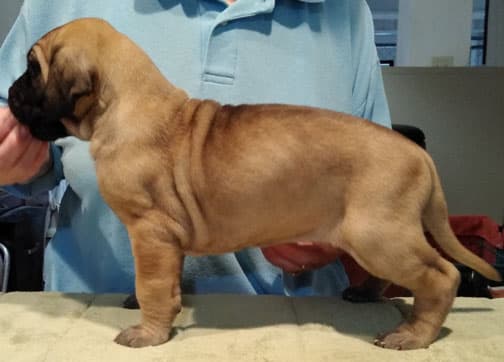 Patina Rebel Jan 2021 Pup 3 F Girl, photo 36