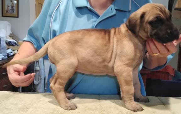 Patina Rebel Jan 2021 Pup 3 F Girl, photo 28