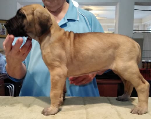 Patina Rebel Jan 2021 Pup 3 F Girl, photo 20