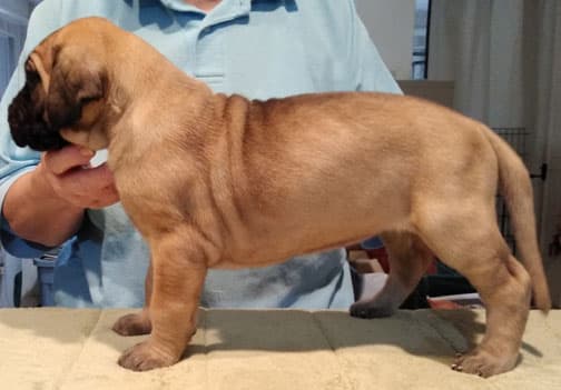 Patina Rebel Jan 2021 Pup 3 F Girl, photo 31