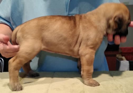 Patina Rebel Jan 2021 Pup 3 F Girl, photo 32