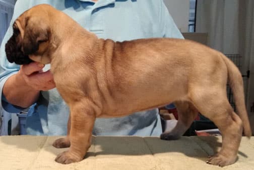 Patina Rebel Jan 2021 Pup 3 F Girl, photo 34
