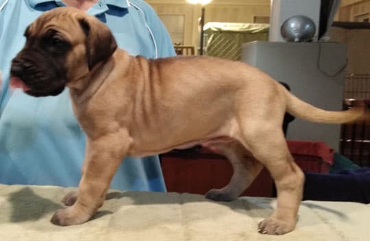 Patina Rebel Jan 2021 Pup 3 F Girl, photo 26
