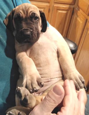 Patina Rebel Jan 2021 Pup 3 F Girl, photo 27