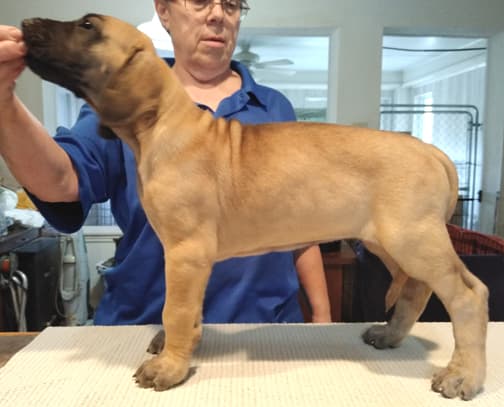 Patina Rebel Jan 2021 Pup 3 F Girl, photo 10