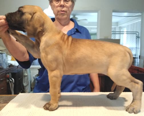 Patina Rebel Jan 2021 Pup 3 F Girl, photo 11