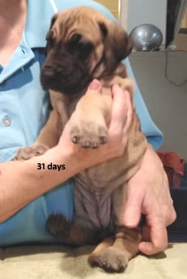 Patina Rebel Jan 2021 Pup 3 F Girl, photo 21