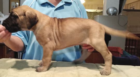 Patina Rebel Jan 2021 Pup 3 F Girl, photo 22