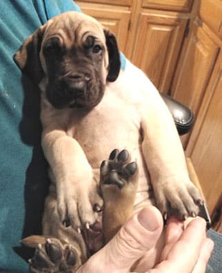 Patina Rebel Jan 2021 Pup 3 F Girl, photo 23