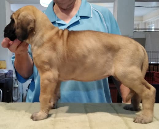 Patina Rebel Jan 2021 Pup 3 F Girl, photo 17