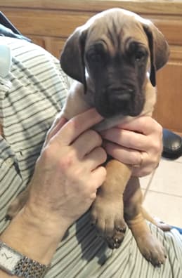 Patina Rebel Jan 2021 Pup 3 F Girl, photo 18