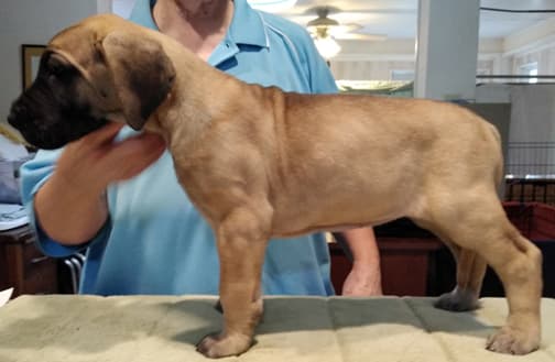 Patina Rebel Jan 2021 Pup 3 F Girl, photo 19