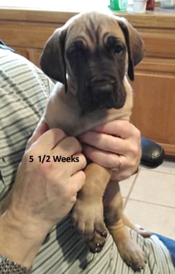 Patina Rebel Jan 2021 Pup 3 F Girl, photo 12