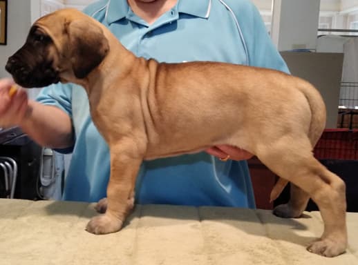 Patina Rebel Jan 2021 Pup 3 F Girl, photo 13