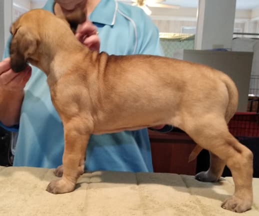 Patina Rebel Jan 2021 Pup 3 F Girl, photo 14