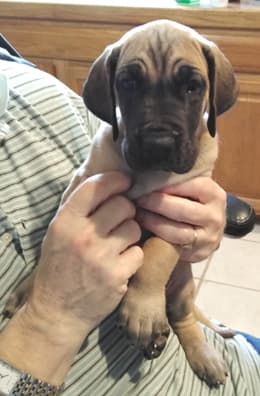 Patina Rebel Jan 2021 Pup 3 F Girl, photo 15