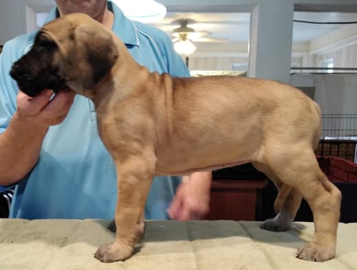Patina Rebel Jan 2021 Pup 3 F Girl, photo 16